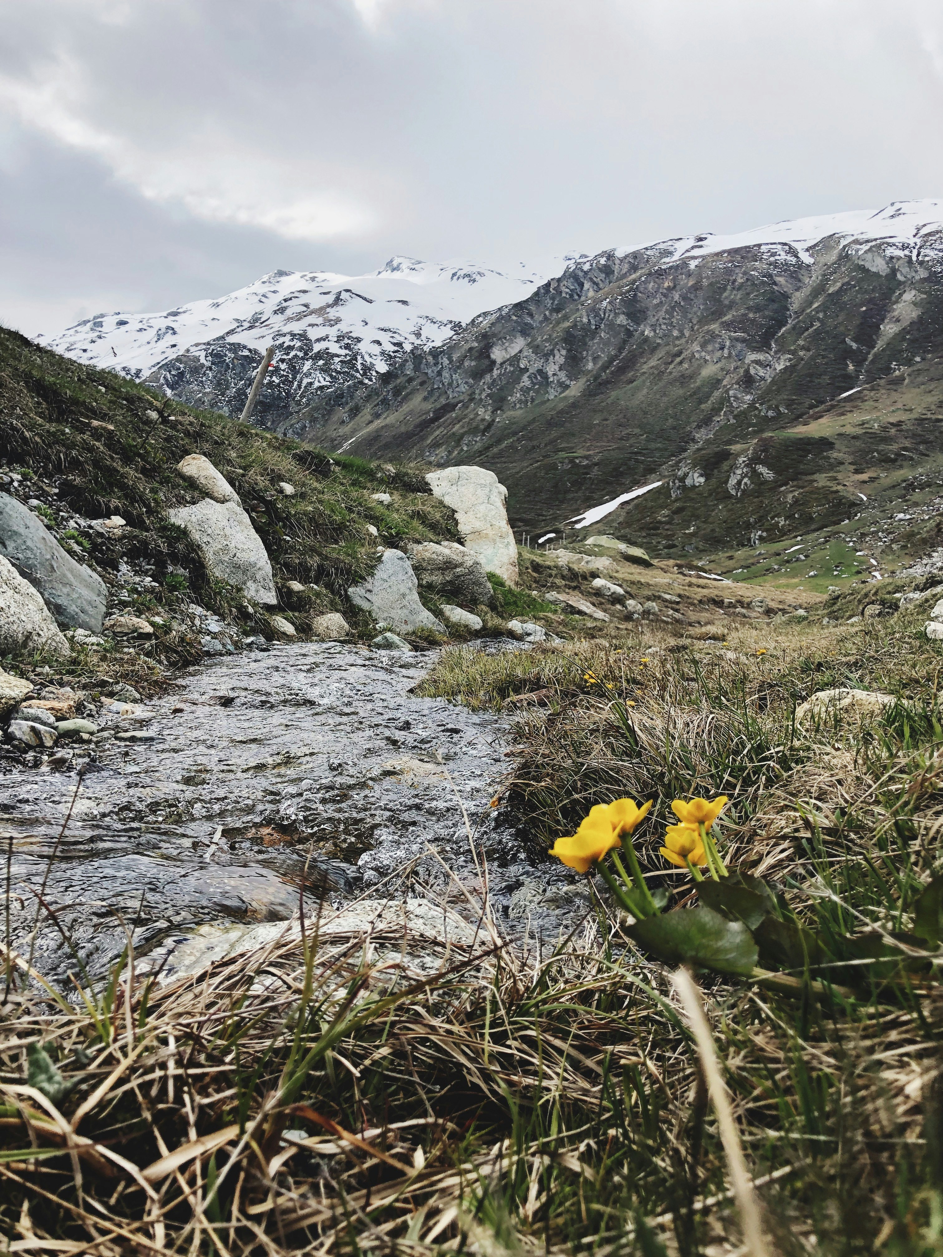 yellow flower on rocky mountain during daytime